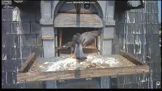 Combat territorial de pigeons pour la possession du nichoir.... des faucons!