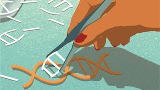 CRISPR and the Future of Human Evolution