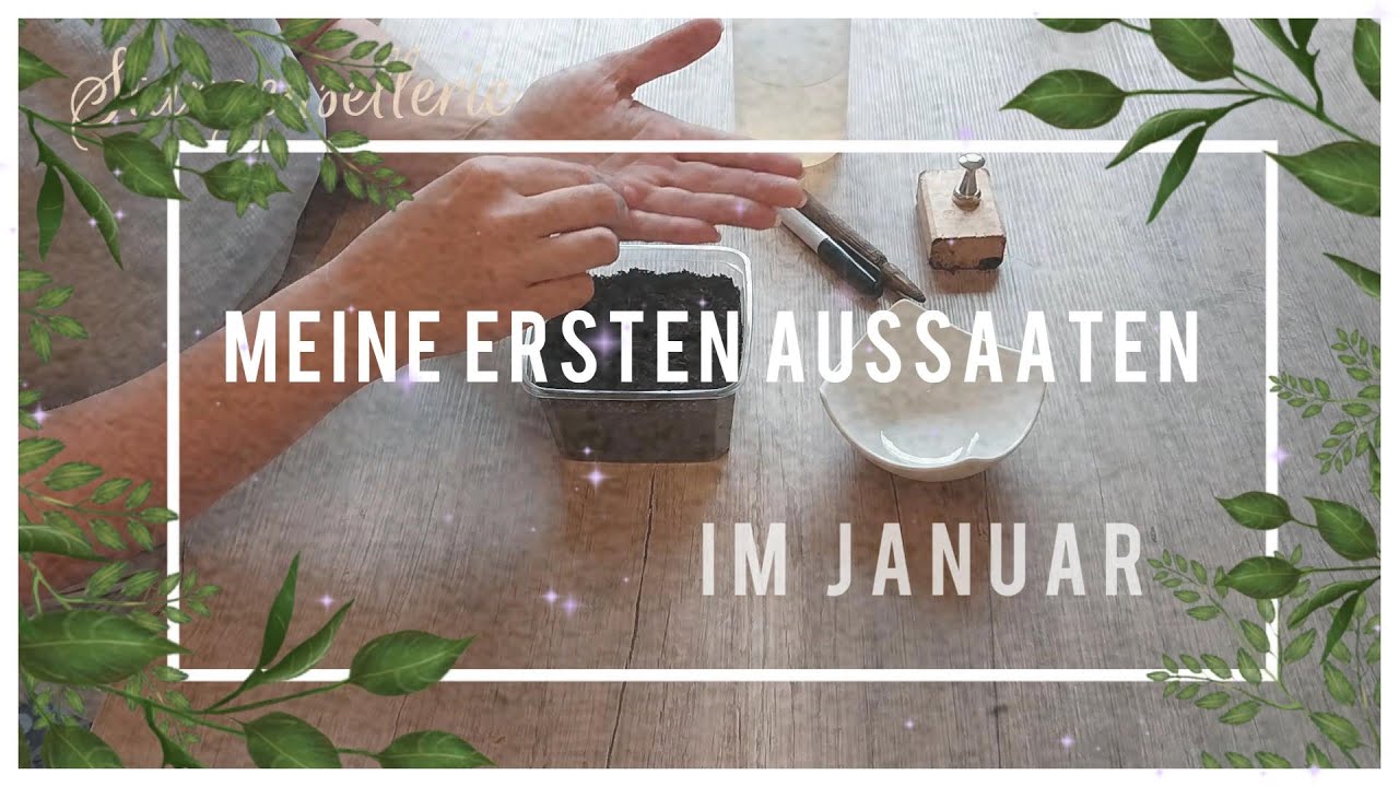 Es geht los! Aussaaten im Januar