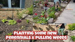 REAL TIME GARDENING (mostly) planting some new perennials and cleaning up some areas 