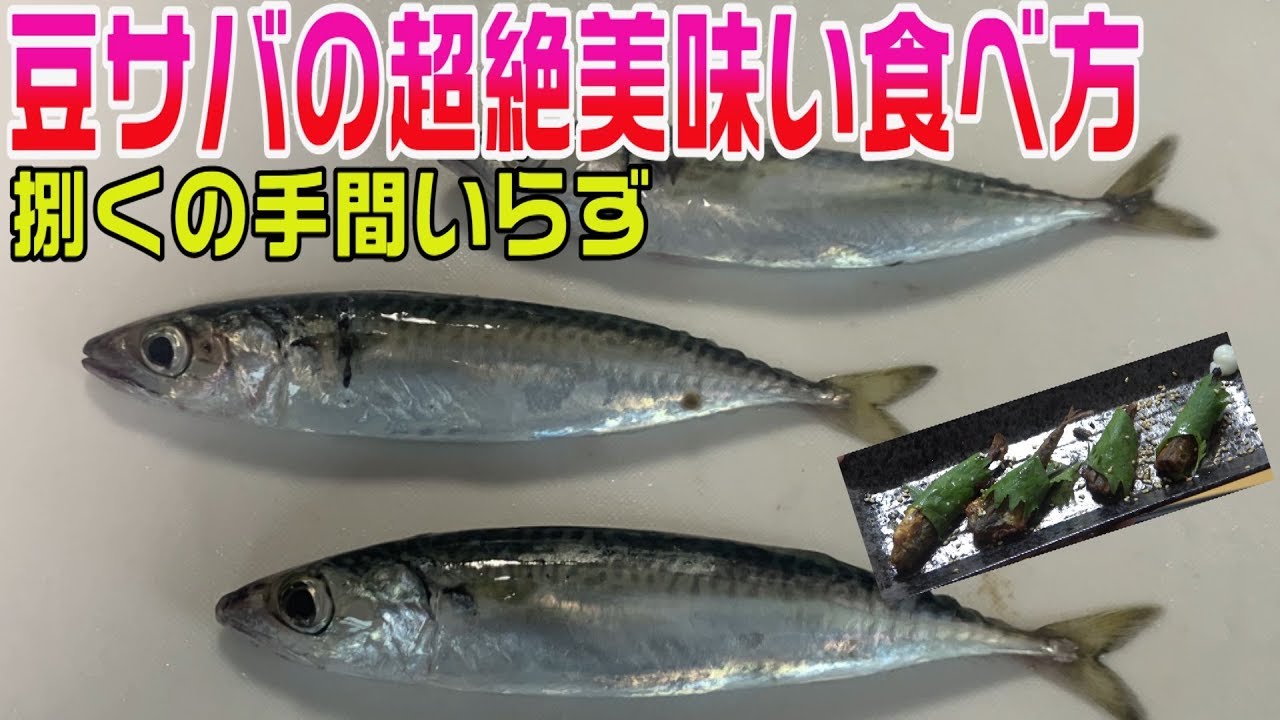 リリースしてた豆サバがマジで美味すぎる ビールのつまみに最強のサバ料理 釣り人必見 Youtube