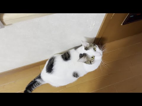 「だからドア閉めんなや」と不服そうな猫