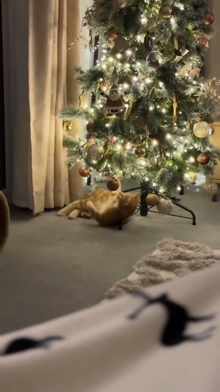 C'est magnifique vidéo chat  oronge