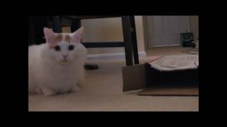 Fats the Turkish Van and the Scavenger Box by TheMoonwalkerVideos 895 views 14 years ago 1 minute, 23 seconds