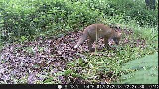 Fox cub practising pouncing