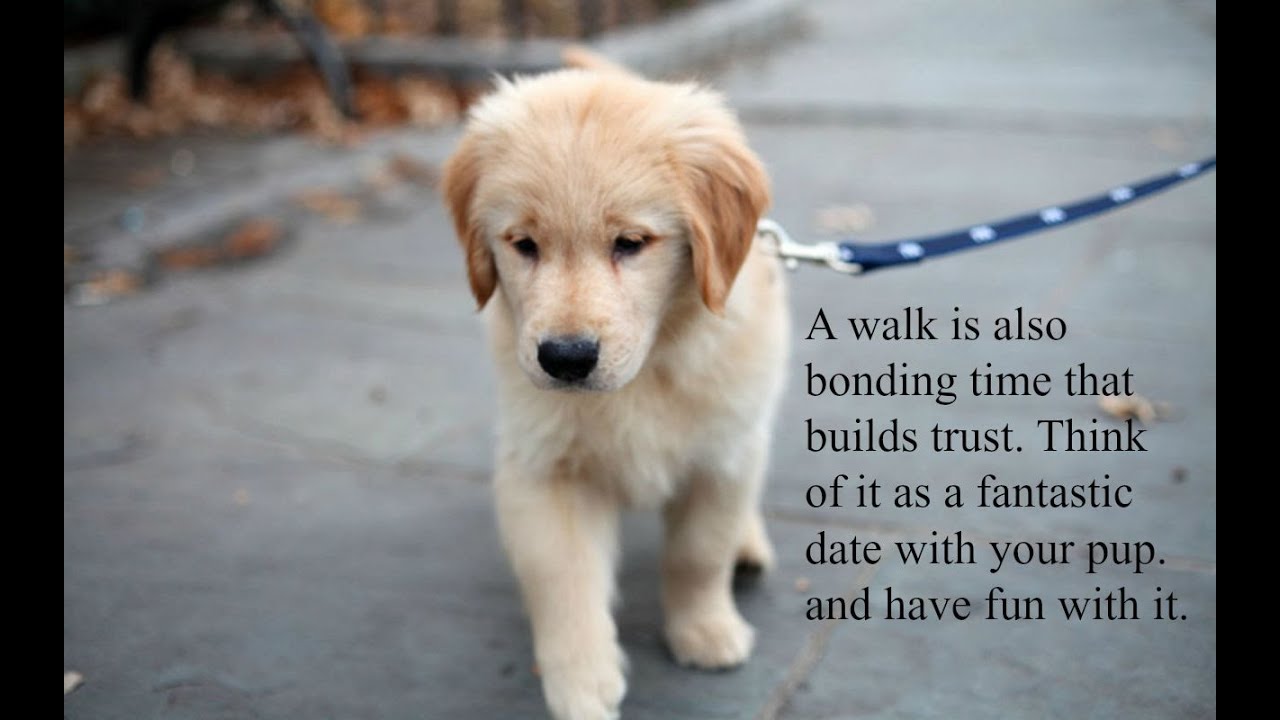 Proper Way Of Leash Training Your Puppy. Stop Your Puppy From Pulling