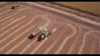 Beans and Corn from the Air - Seacat Farms - Colorado