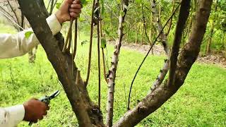How to Prune a  Plum Tree | Complete Plum Tree Pruning Guide for Better Growth & Fruit