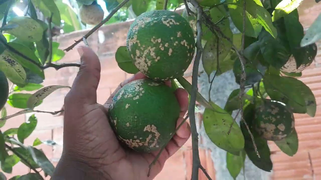 Compramos frutíferas enxertadas para nosso pequeno sítio. 