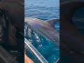 Magical Moment: Swimming Alongside Dolphins in a Clear Kayak #oceanlife #viralvideo #adventure