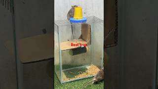 Best mouse trap idea/creative mouse trap #mouse #rattrap #rat
