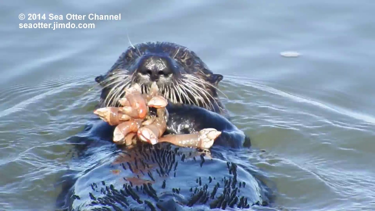 Wild Sea Otter Pup Eating Gooseneck Barnacles エボシガイを食べる野生のラッコ Youtube Wild Sea Otter Pup Eating Gooseneck Barnacles エボシガイを食べる野生のラッコ Youtube