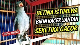 KACER BETINA GACOR ISTIMEWA BIKIN KACER JANTAN SEKETIKA GACOR !! PANCINGAN KACER BETINA GACOR AMPUH.