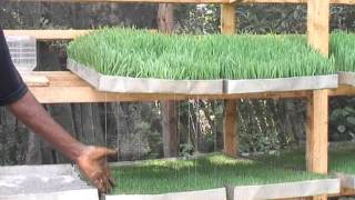 Hydroponics Fodder in Kenya