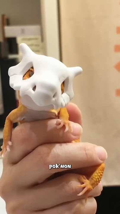 Leopard gecko #animals #cute #leopardgecko
