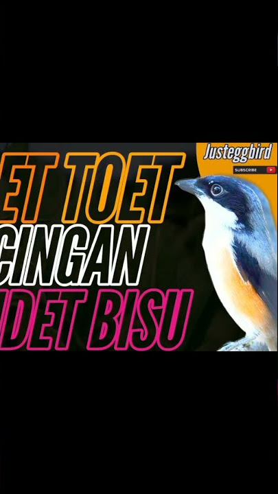 Cendet toet toet pancingan cendet bisu  #cendettrotol #pancingancendetmalasbunyi