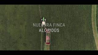 ALCAIDÚS