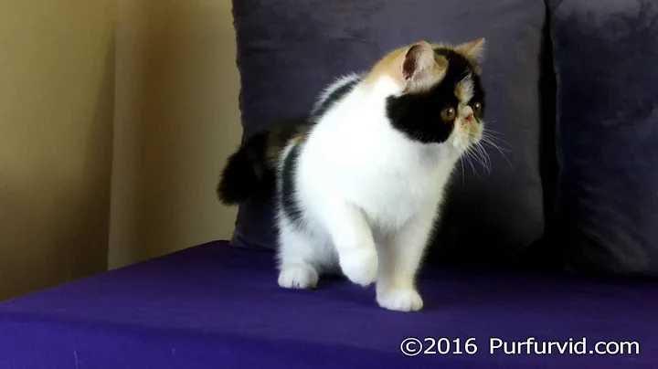 Video 1207291: calico female kitten, exotic female kitten