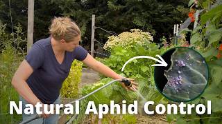 How to get rid of Aphids the NATURAL WAY!