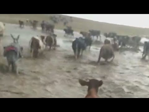 Çobanların hayvanları ile selden kurtulma anı kamerada