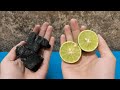 99% People Don’t Know This Lemon + Charcoal Trick 😳