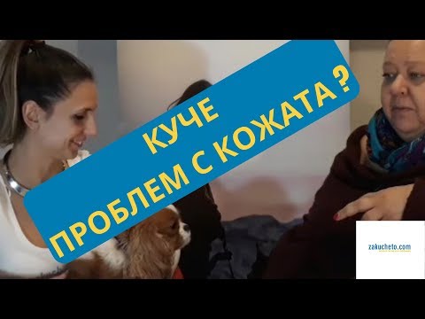 Видео: Как да разбера колко е стара моята Чихуахуа?