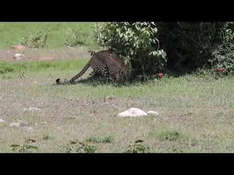 This is why Leopards are called the master of hunters #leopard #masaimara #travel 