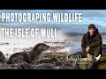A scottish wilderness an unforgettable isle of mull wildlife photography adventure