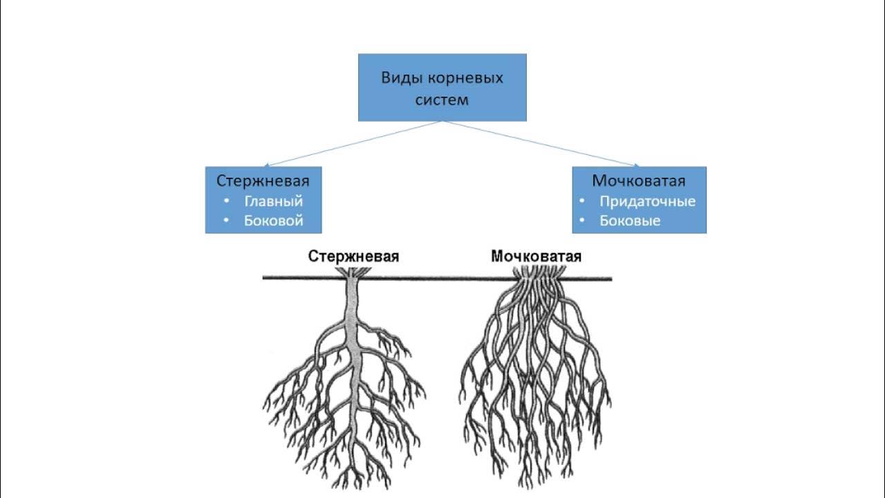 Название частей корня