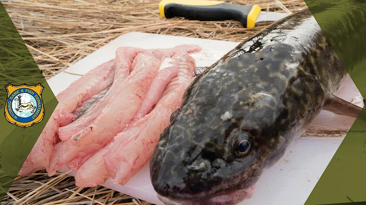 How To Clean A Burbot