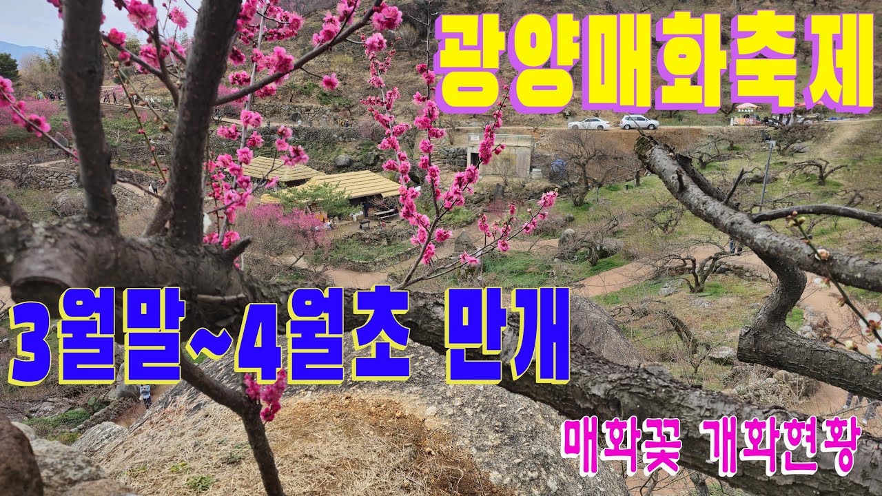 광양 매화축제 / 쫓비산 / 매화꽃 개화시기 / 입장료 / 주차장 / 홍쌍리매실가 /