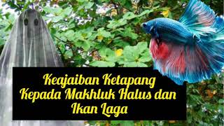 POKOK KETAPANG