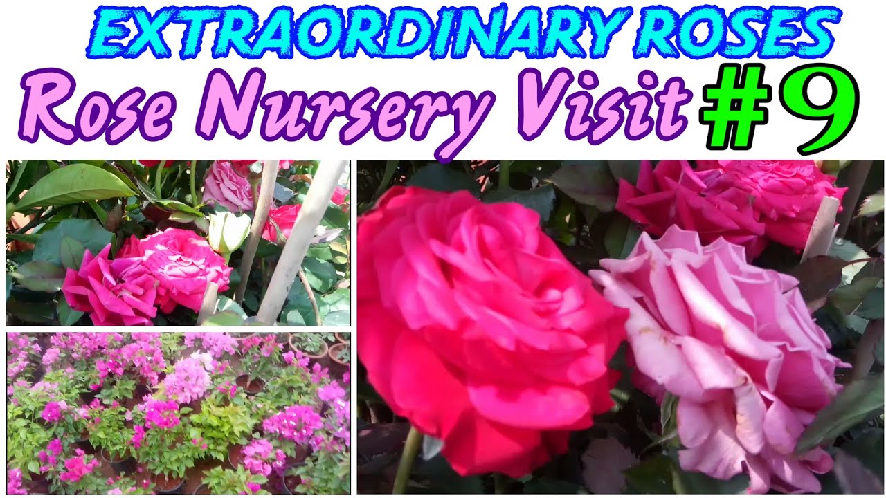 27 - Rose Nursery Visit || Extraordinary Roses || Amazing Blooms ...