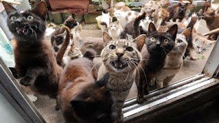 Cat Stampede