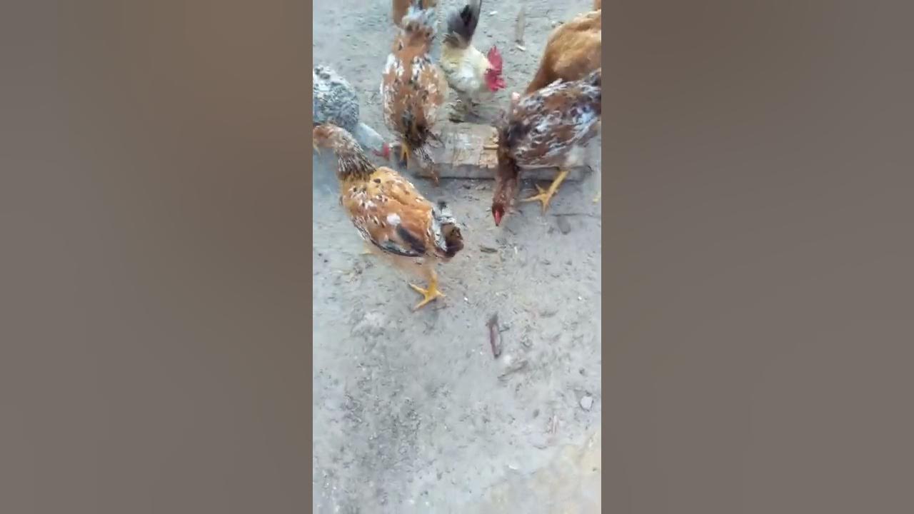 as galinhas do quintal - YouTube
