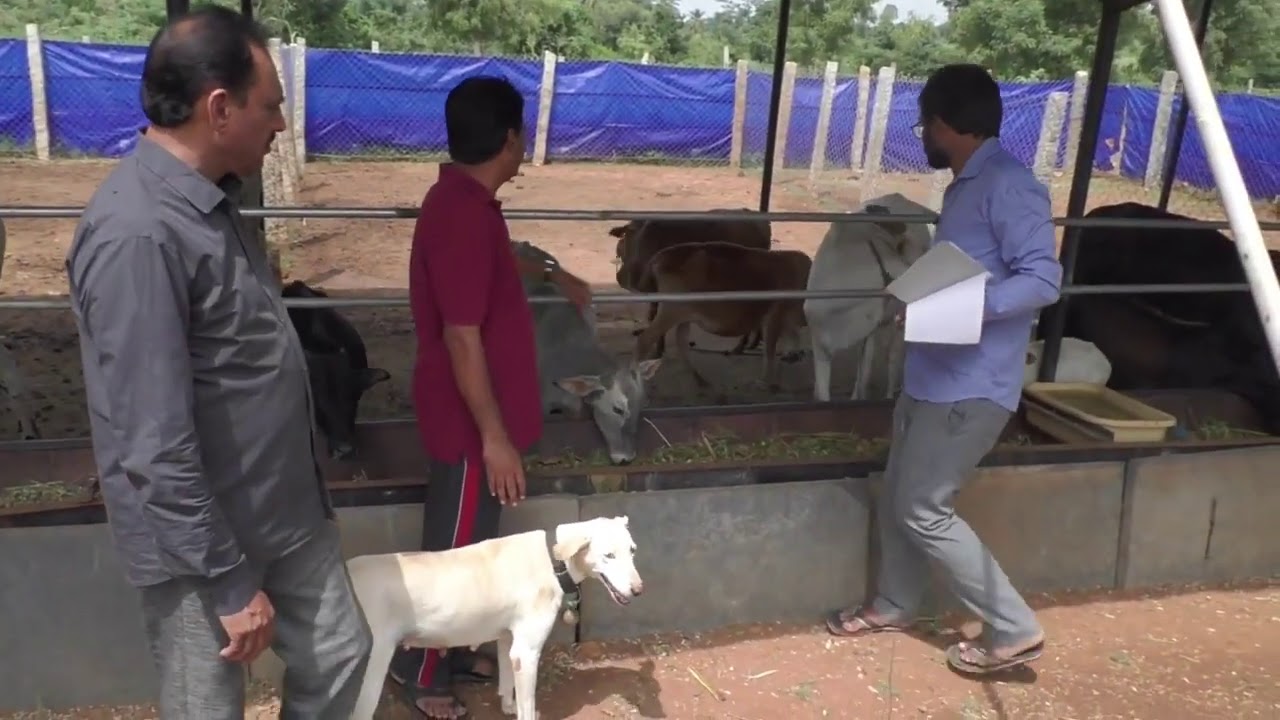 Save Indian Desi cows join hands with My Nature India Foundation