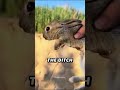 This Rabbit Came Back Every Day Until the Man Took It Home