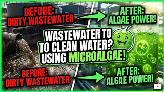 Waste water treatments with microalgae|| 2026|| France
