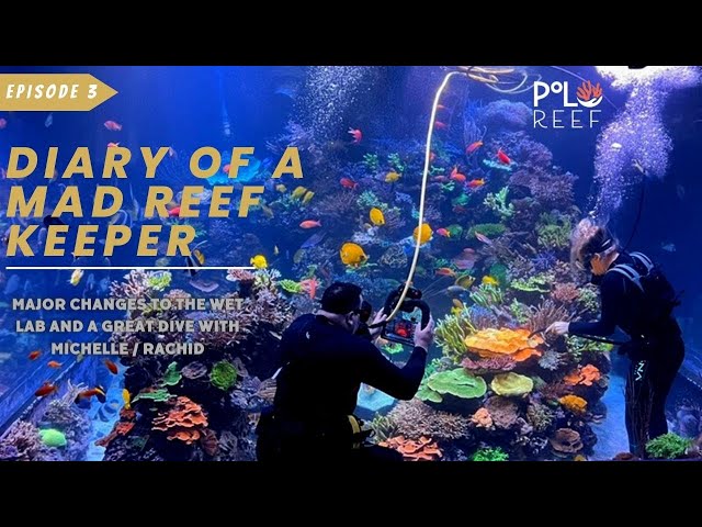 [4K] Polo Reef Episode #3 - DIARY OF A MAD REEF KEEPER class=