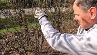 Wiosenne cięcie róż parkowych i angielskich.