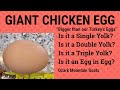 Giant Chicken Egg  &quot;Bigger than our Turkey Eggs&quot;