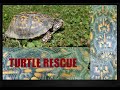 Eastern Box Turtle Rescue On The Ohio River - Turtleman - Wild Animals - Tortoise -