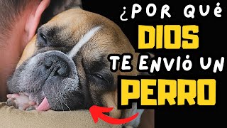 Descubre la MlSIÓN ESPIRITUAL de los PERROS by Mascotas Sanas Y Felices 1,213 views 3 weeks ago 10 minutes, 45 seconds