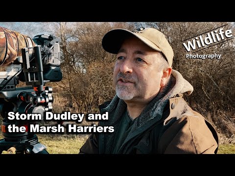 فيديو: Marsh harrier - عاصفة رعدية من المياه العذبة