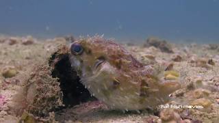 Pufferfish (30)  |  Stock Video For Sale