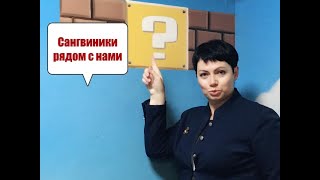 Сангвиник рядом с нами: 