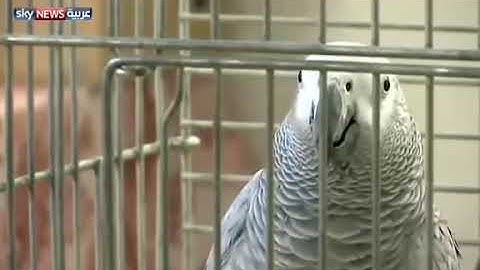 Parrot read the Koran of Surah Al - Ekhlasببغاء يتلو سورة الاخلاص