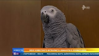 Жена Мамаева потеряла 100 тысяч на попугае