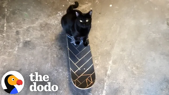 Guy Finds A Stray Kitten And Teaches Him To Skateboard | The Dodo