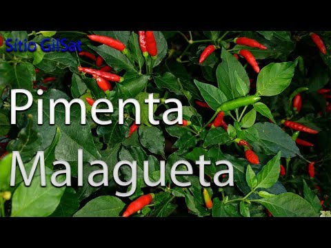 PIMENTA MALAGUETA FAÇA A SUA MUDA Sítio GilSat